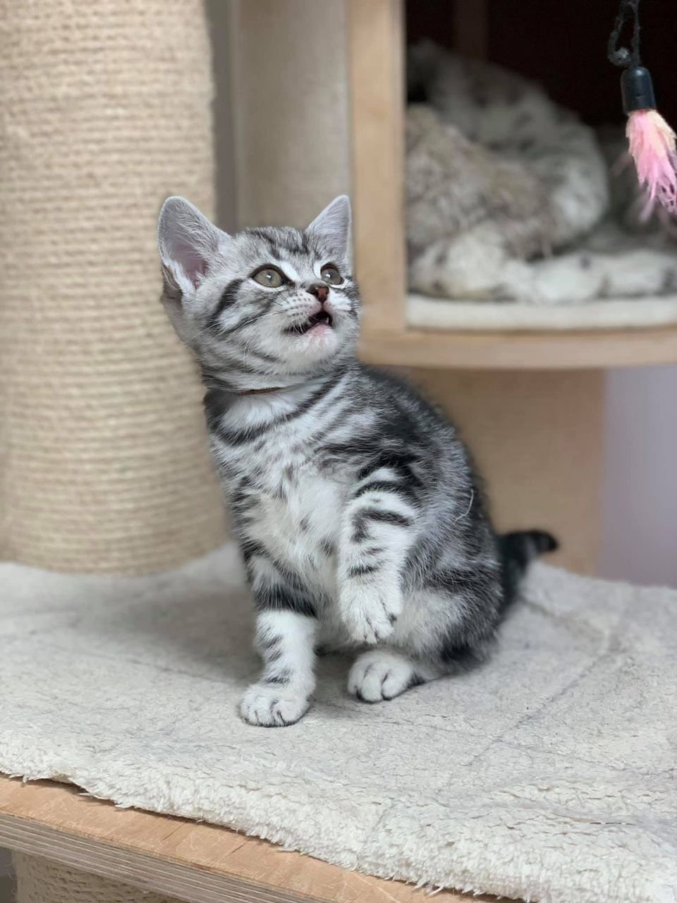 Available American Shorthair kitten in Austin, Texas from Silver Crown American Shorthairs