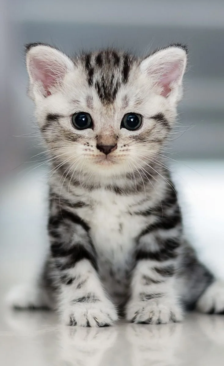 Silver tabby American Shorthair kitten showing a classic coat pattern